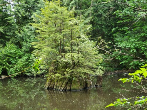 A picture of young trees growing out of an old cedar stump in the middle of the pond at hunter creek park (off-leash trails), north vancouver, bc