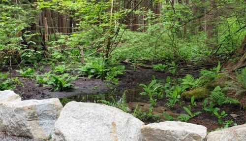 A picture of one of the very muddy swampy areas within hunter creek park (off-leash trails), north vancouver, bc