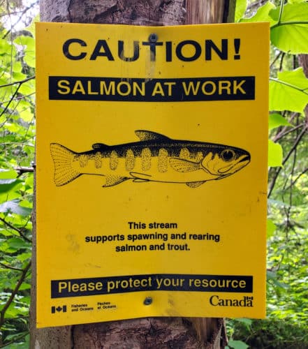 A picture of a park sign cautioning people to protect the salmon and trout spawning grounds in hunter creek park (off-leash trails), north vancouver, bc