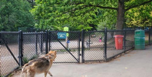 A picture of the double-gated entrance into the fenced enclosure at mahon park off-leash dog park, north vancouver, bc