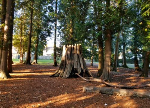 A picture of a large tree stump in the forest