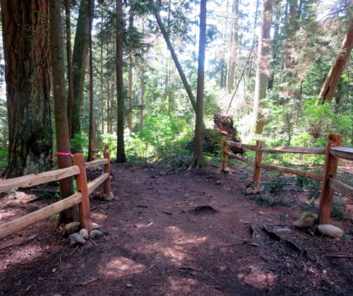 A picture of a hiking trail