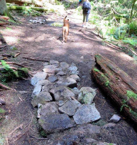 A picture of a girl and a dog on a hiking trail