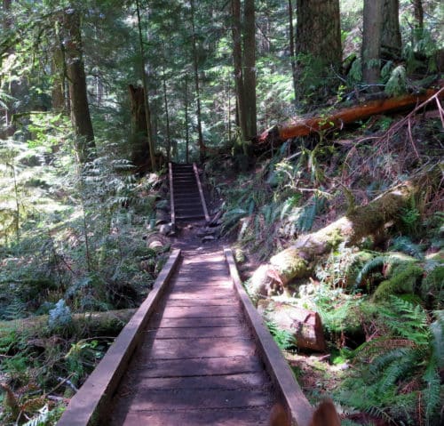 A picture of a boardwalk and wooden stairs on a hiking trail