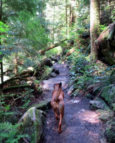 A picture of a dog on a hiking trail