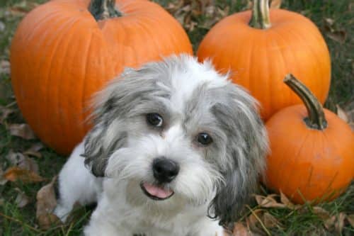 Dog pumpkin patch