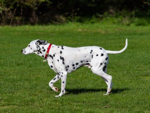 A dalmatian dog walking on the grass