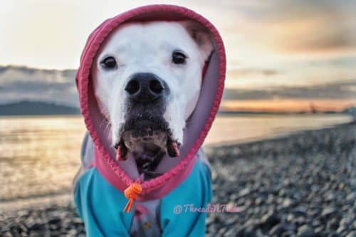 A dog wearing a cozy hoodie on the beach
