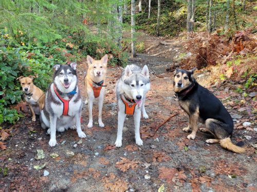Five large dogs on a wooded trail