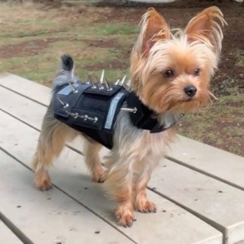 A dog wearing a coat with spikes on it