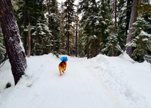 Callaghan snowshoe trails 4