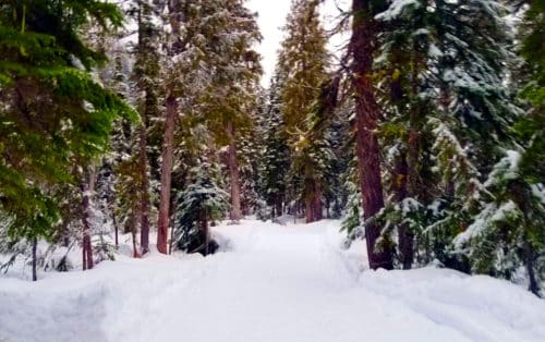 Callaghan snowshoe trails 6