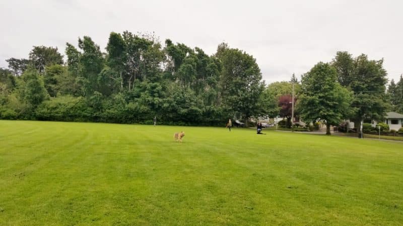 Pemberton Park (off-leash dog park), Victoria, BC