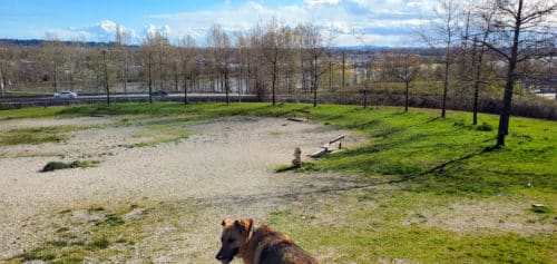 West side park off leash new westminster bc 4