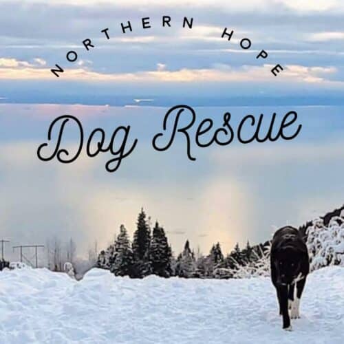 Northern hope dog rescue event