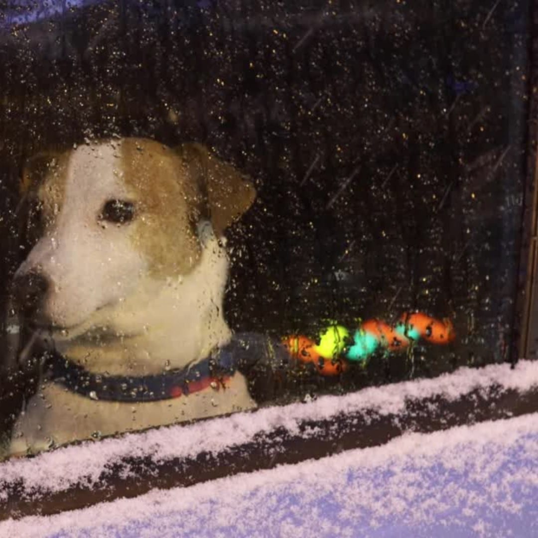 Dog looking out the car window at a christmas light display.