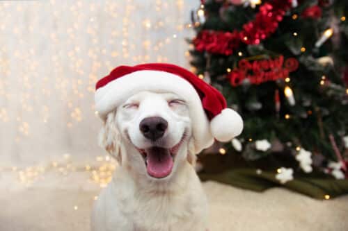 Pet-pawty - white dog wearing a santa hat