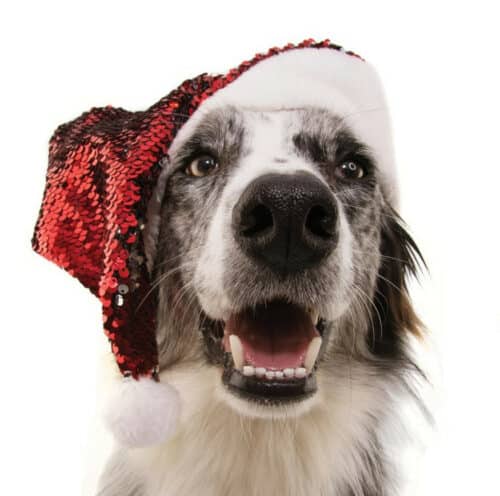 Pet planet prairiewest dog photos with santa