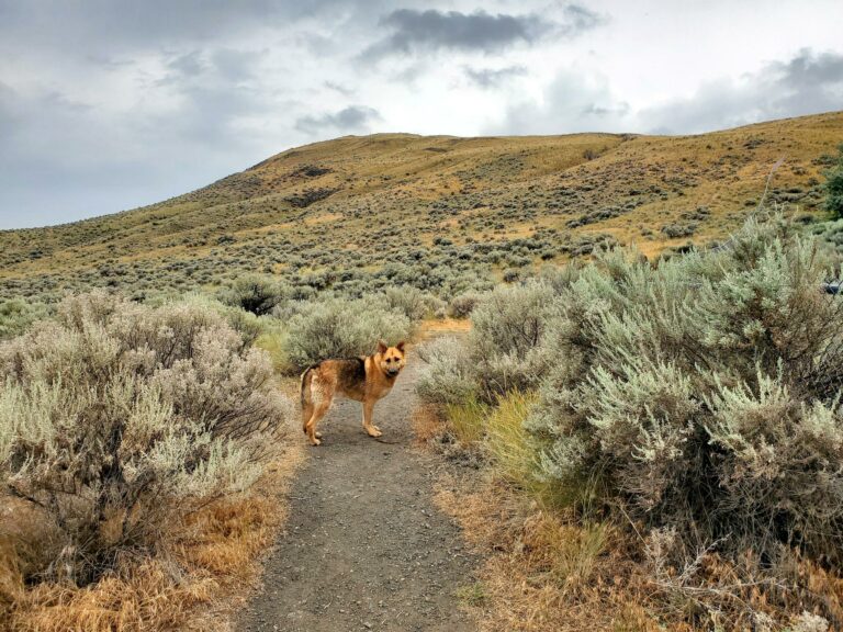 Batchelor Off Leash Dog Park 2 768x576