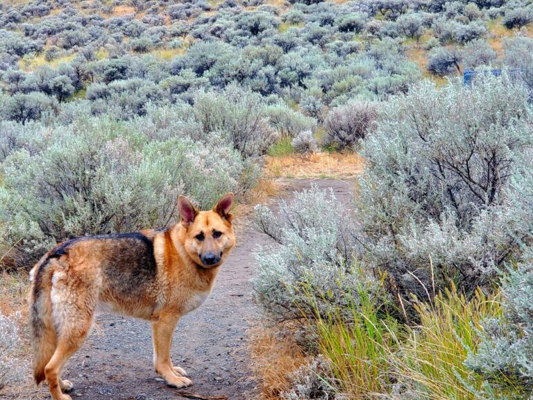Batchelor Off Leash Dog Park 768x576