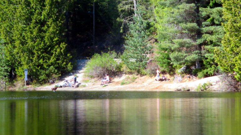 Canine Cove Off Leash Dog Beach Lost Lake Whistler BC 768x432