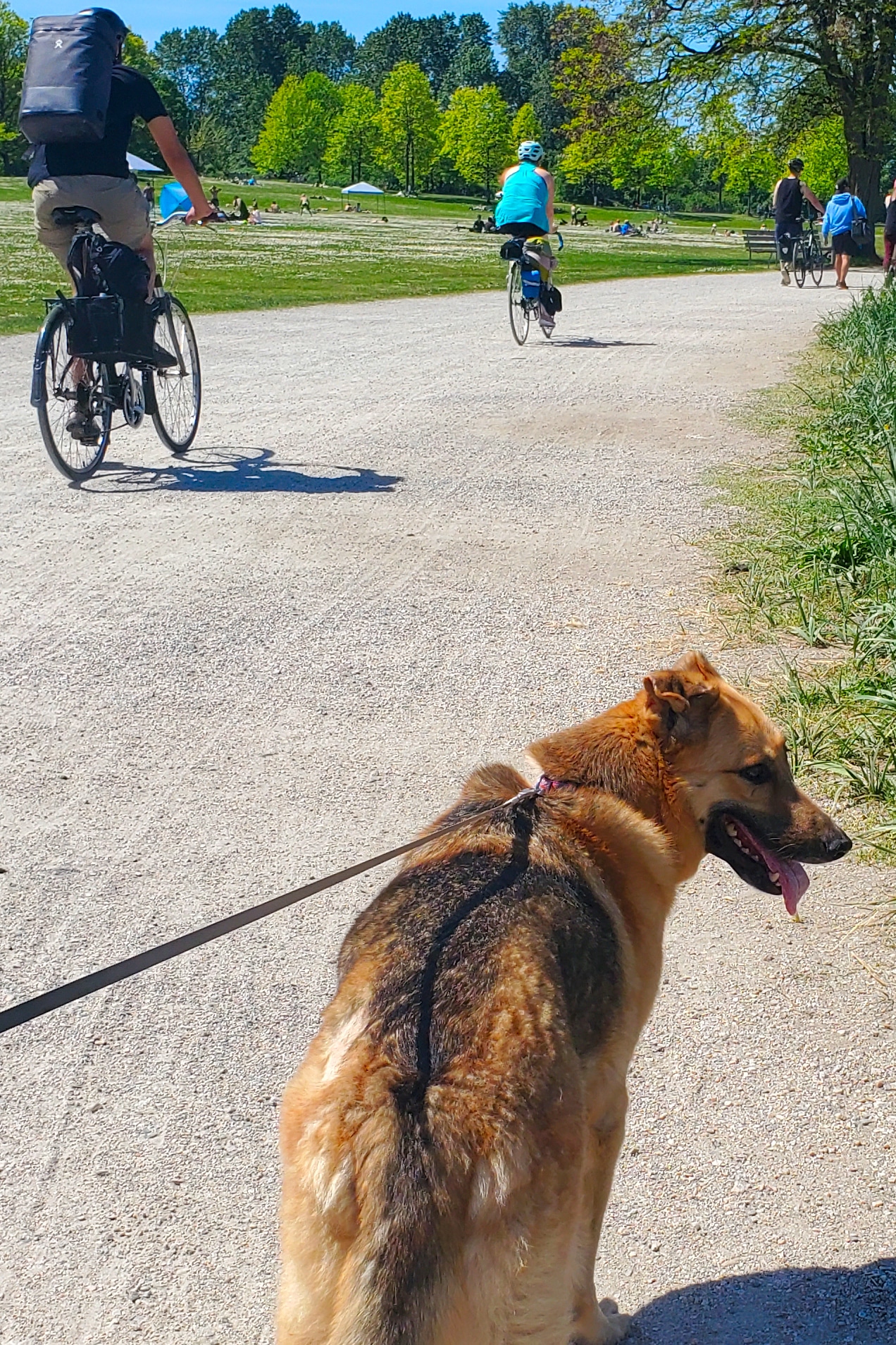 On leash dog friendly parks portrait