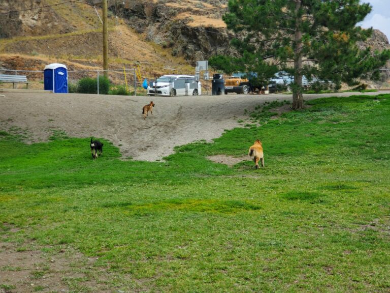 Ord Road Off Leash Dog Park 768x576