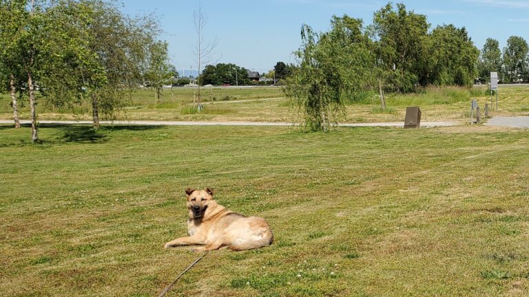 Paterson Off Leash Dog Park Langley BC 1 768x432