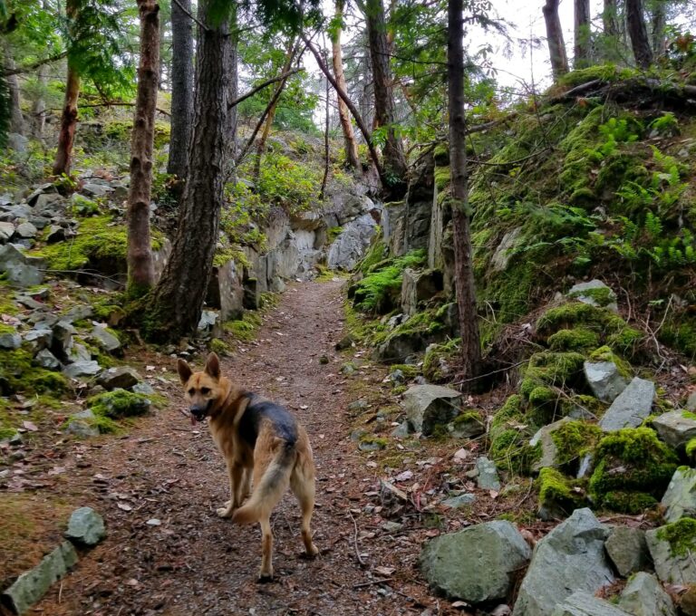 Whytecliff Park West Vancouver Featured Image 768x680