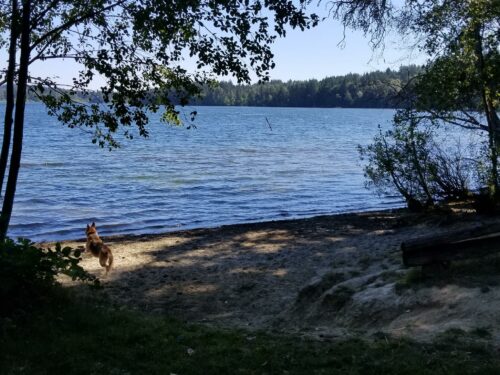 Beaver lake off leash dog park victoria bc