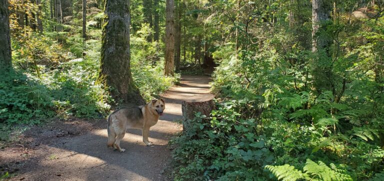 Beaver Lodge Off Leash Trails Campbell River BC 768x363