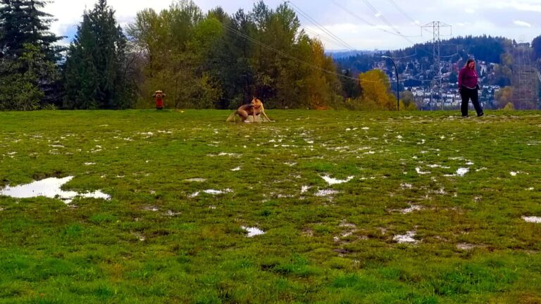 Bramble Park Off Leash Dog Park Coquitlam BC 5 768x432