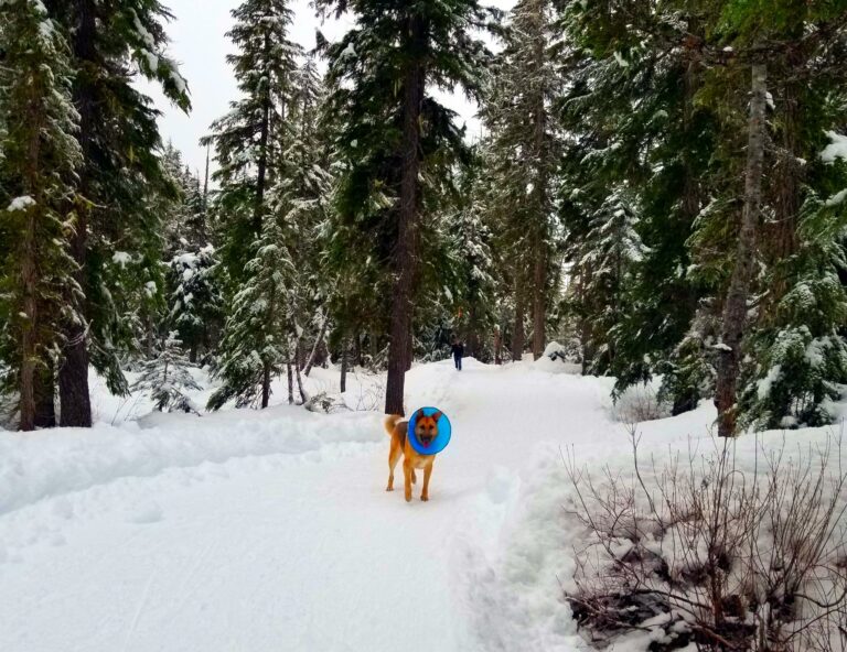 Callaghan Snowshoe Trails 8 768x592