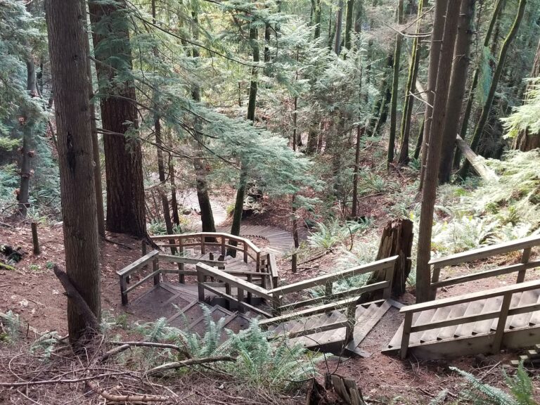 Capilano Regional Park Off Leash Trails 6 768x576