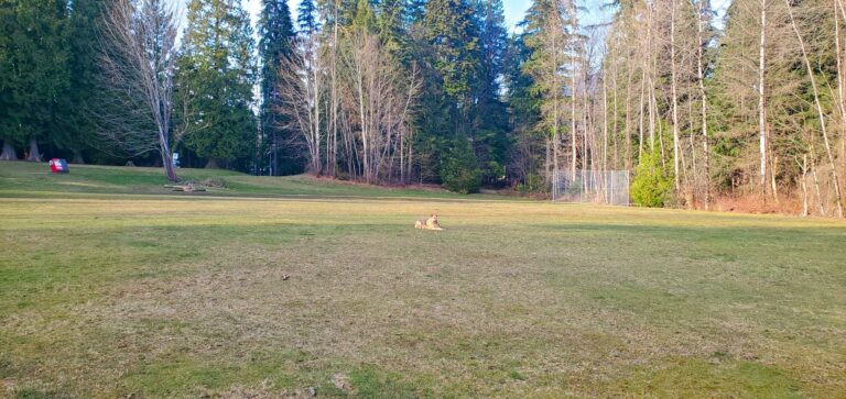 Chelsea Dog Park Port Coquitlam 2 768x363