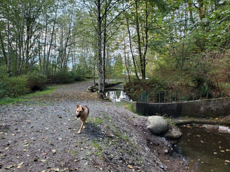 Chines Off Leash Dog Park Port Moody BC 768x576