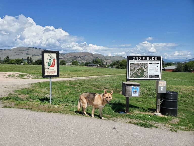 DND Fields Off leash Dog Park Vernon BC 1 768x576