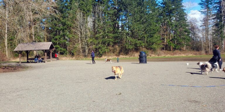 Dogwood Park Off Leash Surrey 2 768x384
