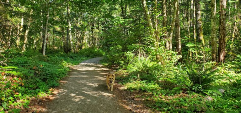 Driftwood Marine Park Off Leash Trails Black Creek BC 768x363