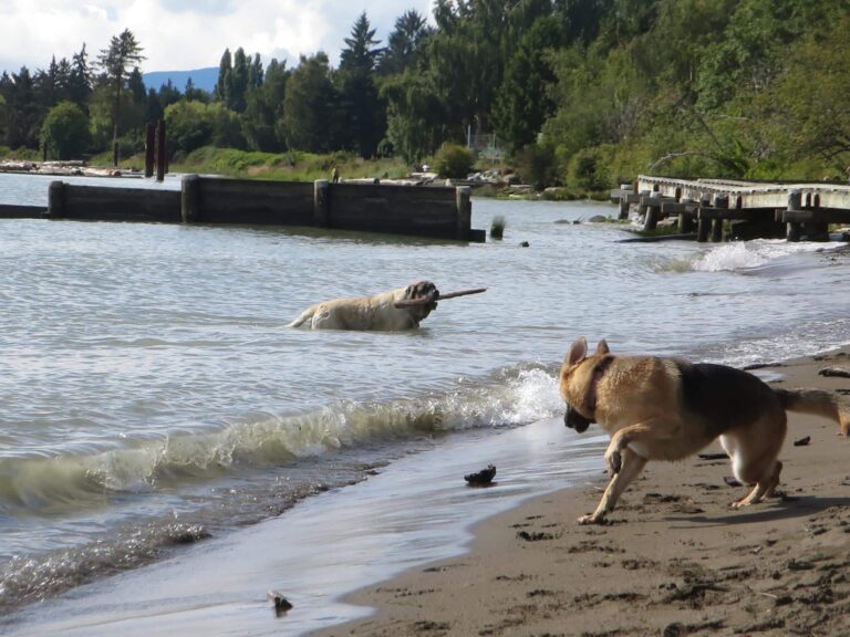 Fraser River Off Leash Dog Park Vancouver BC 1 768x576