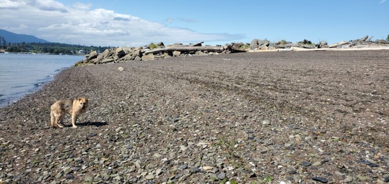 Gallows point Off leash Dog Park 7 768x363