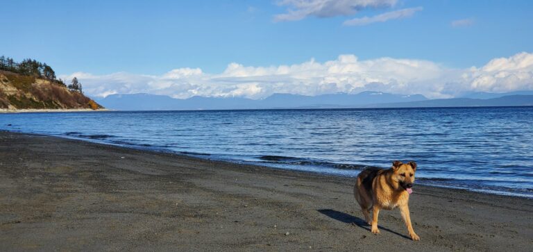 Goose Spit off leash Dog Beach Comox BC 768x363
