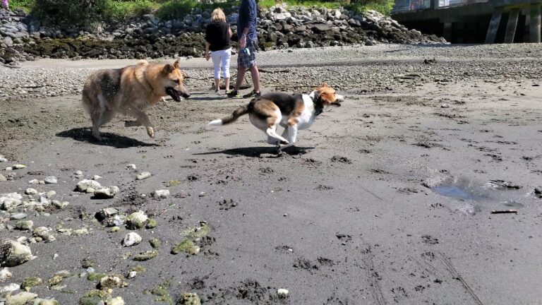 Harbourview Off Leash Dog Park North Vancouver BC 22 768x432