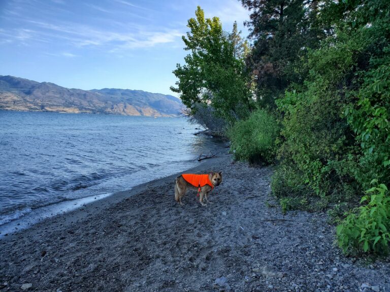 Kalamoir Beach Regional Off Leash Dog Park West Kelowna BC 9 768x576