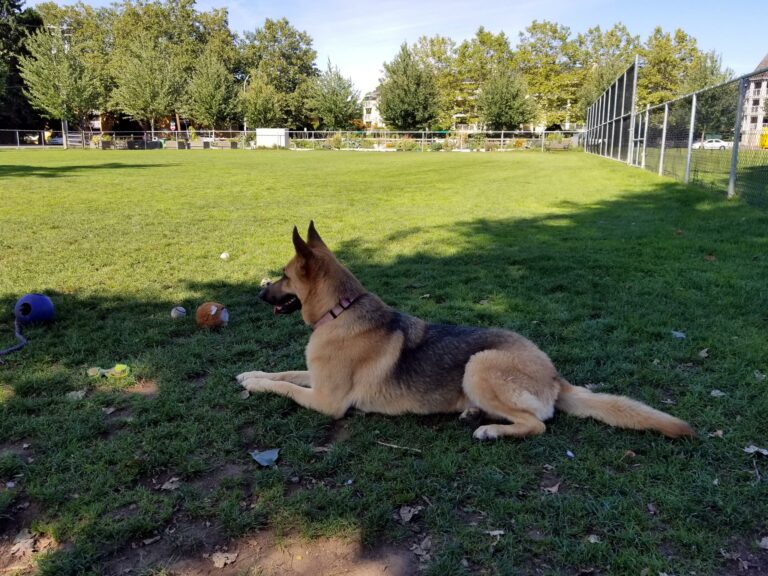 Linwood off leash dog park Langley B 768x576