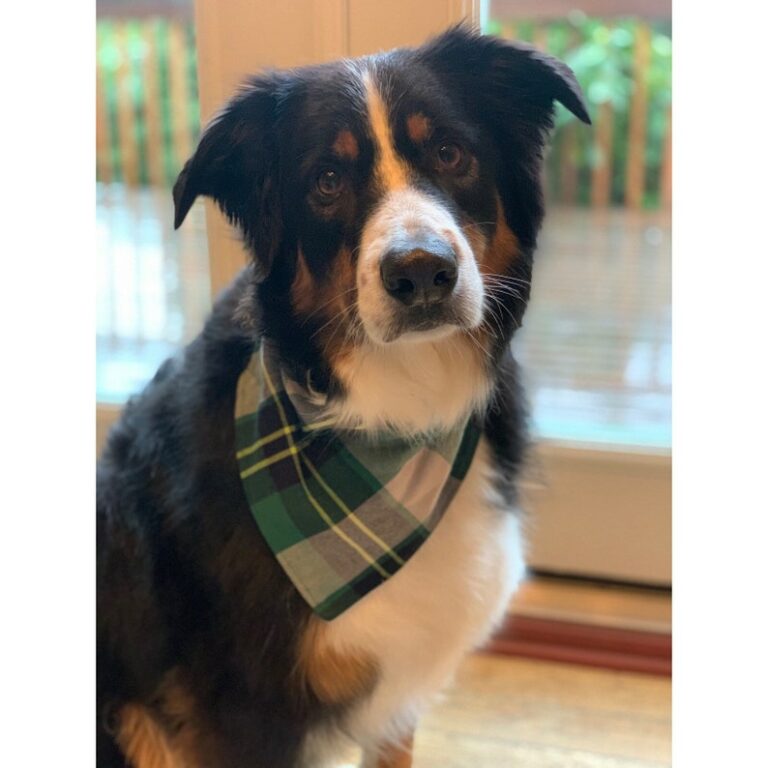 Little Larry Dog 768x768