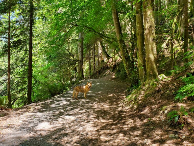 Lynn Headwaters Off leash hike North Vancouver BC 768x576