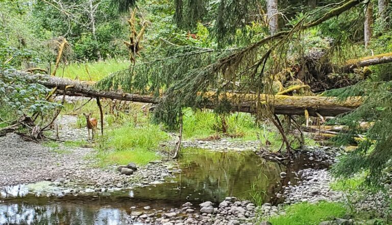 Miracle Beach Black Creek BC 1 768x442