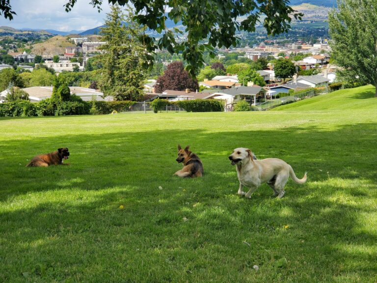 Mission Hill Off Leash Dog Park Vernon BC 6 768x576