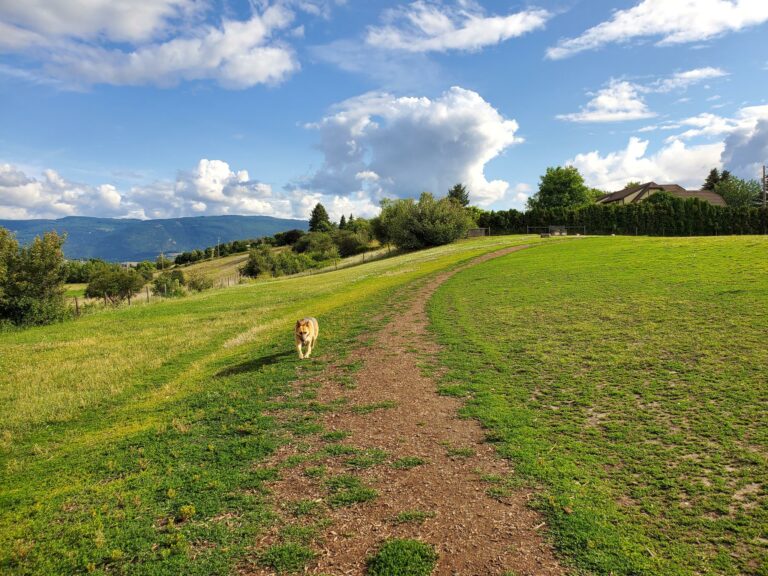 Mutrie Road Off Leash Dog Park Vernon BC 4 768x576